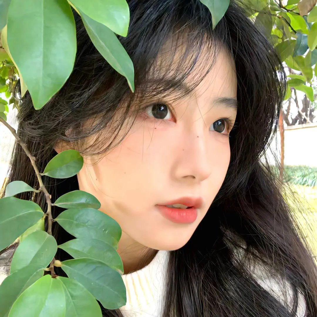 出谷黄莺